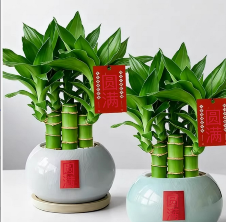 富贵竹 米库之门--XL