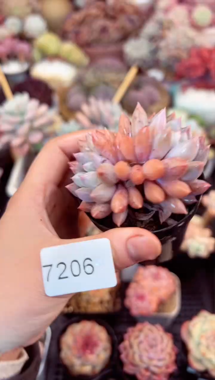 【闪购商品】7206双头所罗门多肉