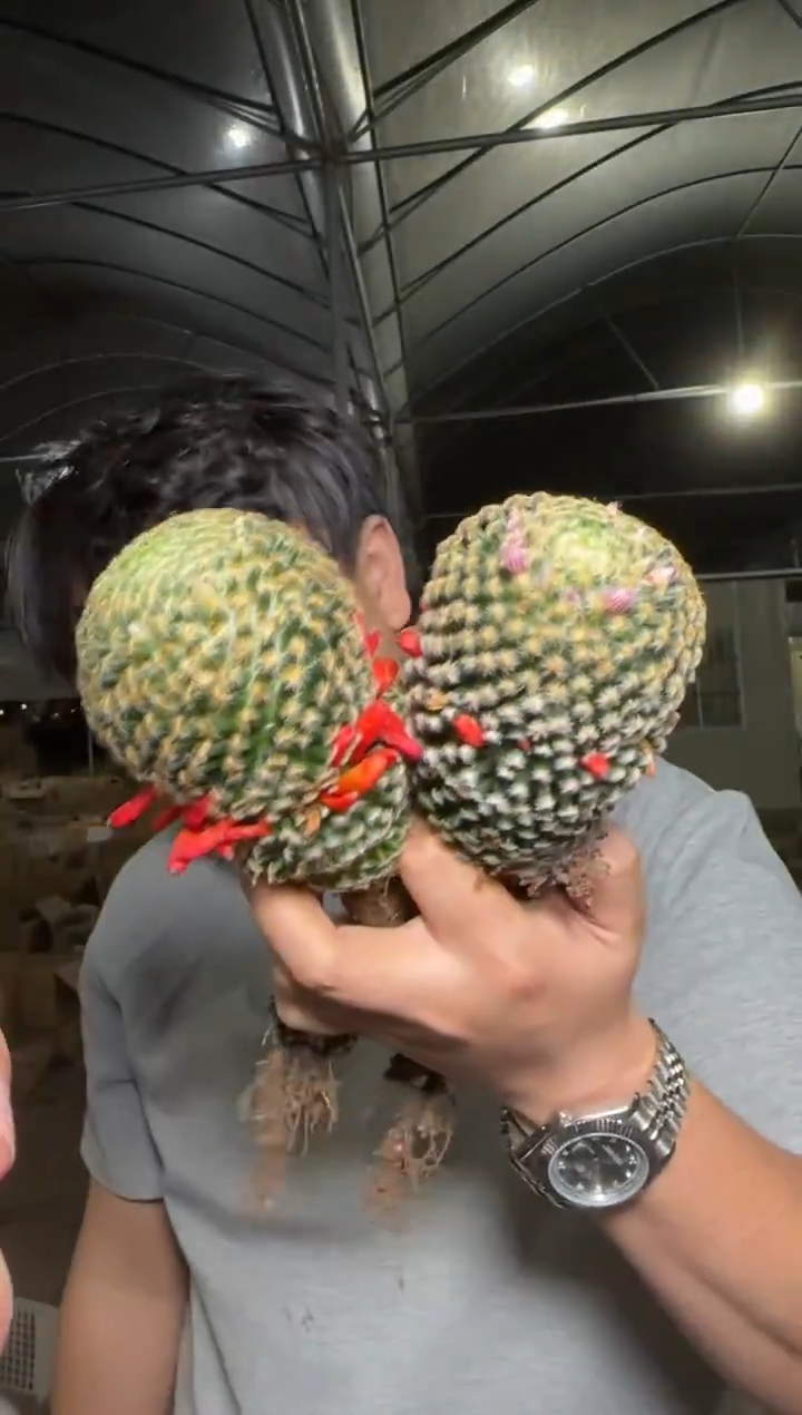 2颗 大单头 明星【实生根】