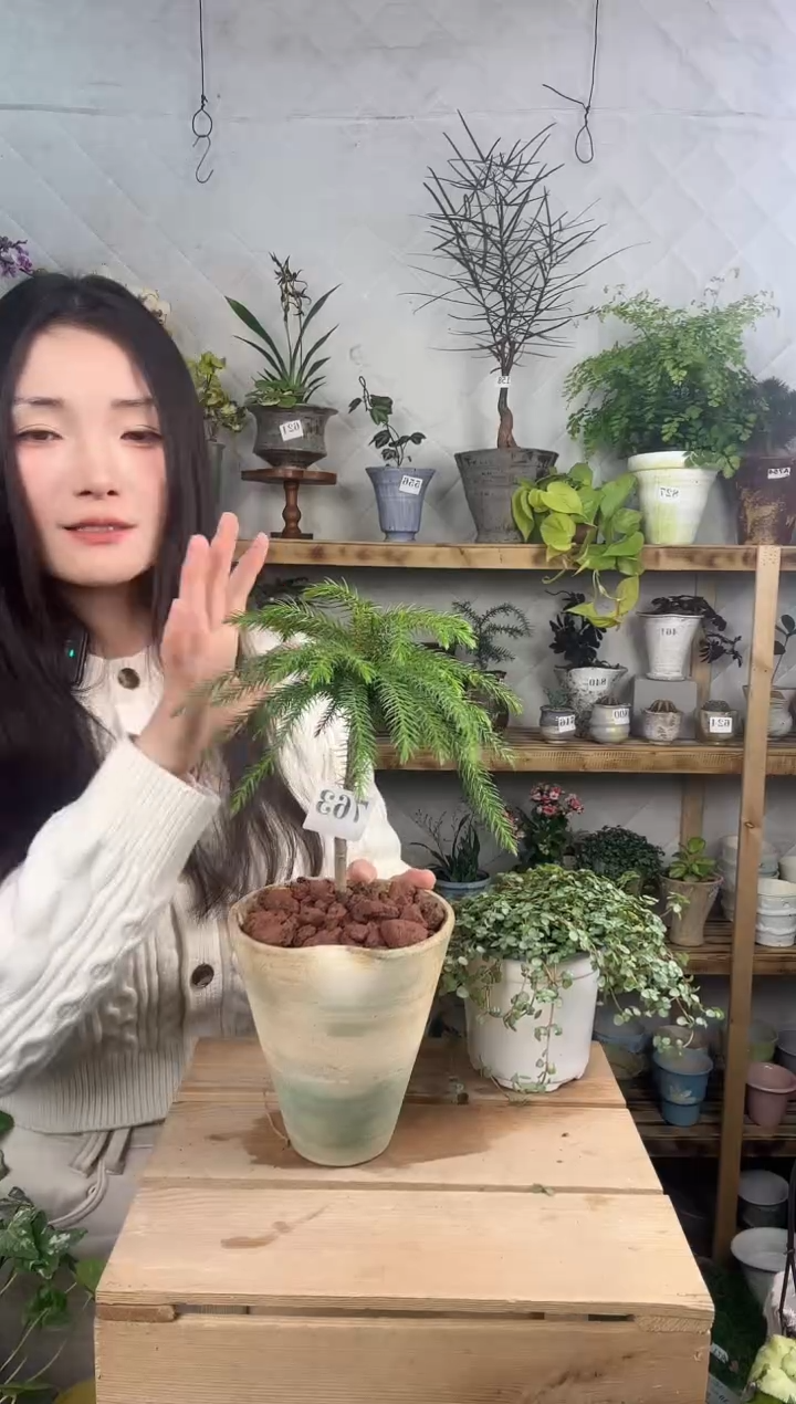 无花朵763南洋杉加盆一套