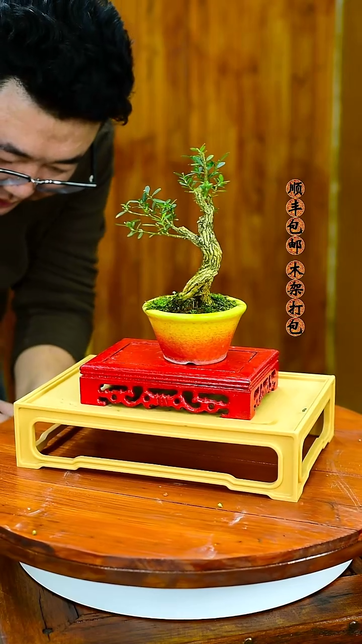 木***?福建闽江雀舌皱皮黄杨