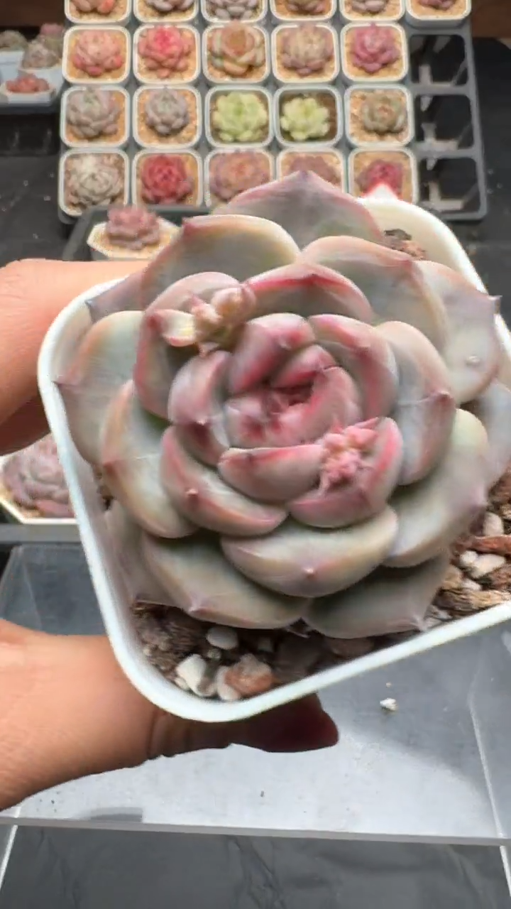 【闪购商品】831号珍妮多肉一物一拍3单包邮