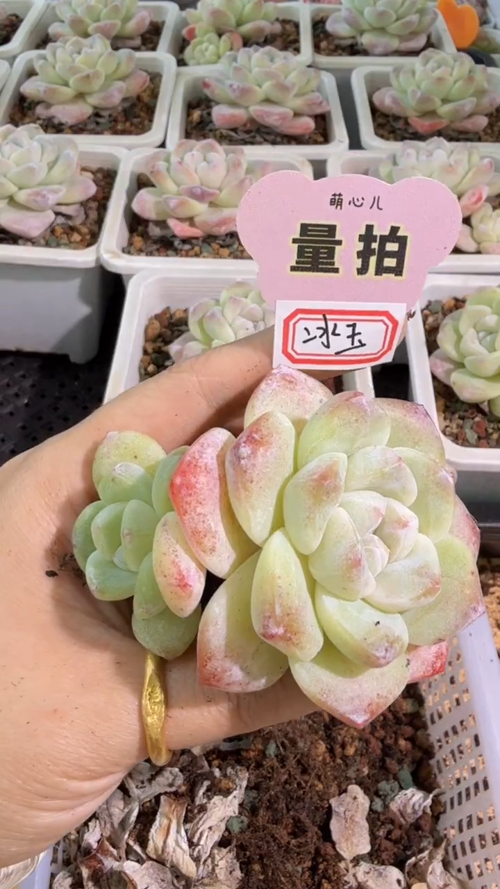 冰玉/十方杯 单双混量拍 脱土发 满9.9包邮