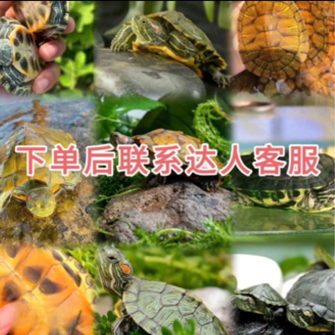 通用活体宠物链接2！
