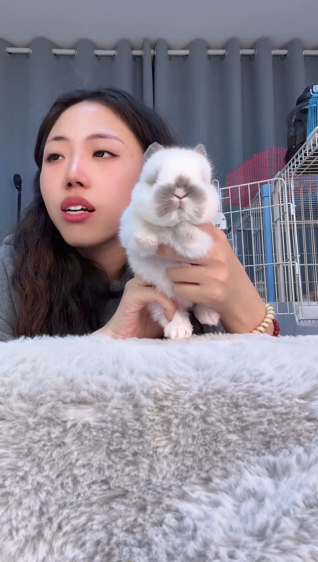 宠物兔ting高端侏儒兔