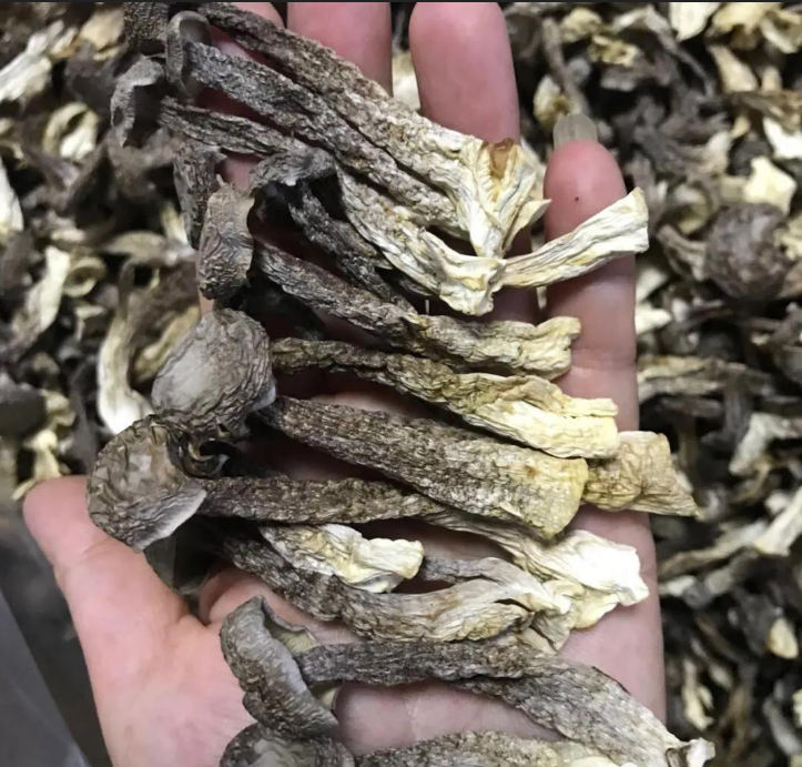 南斗荒野专属好物【鹿茸菇】