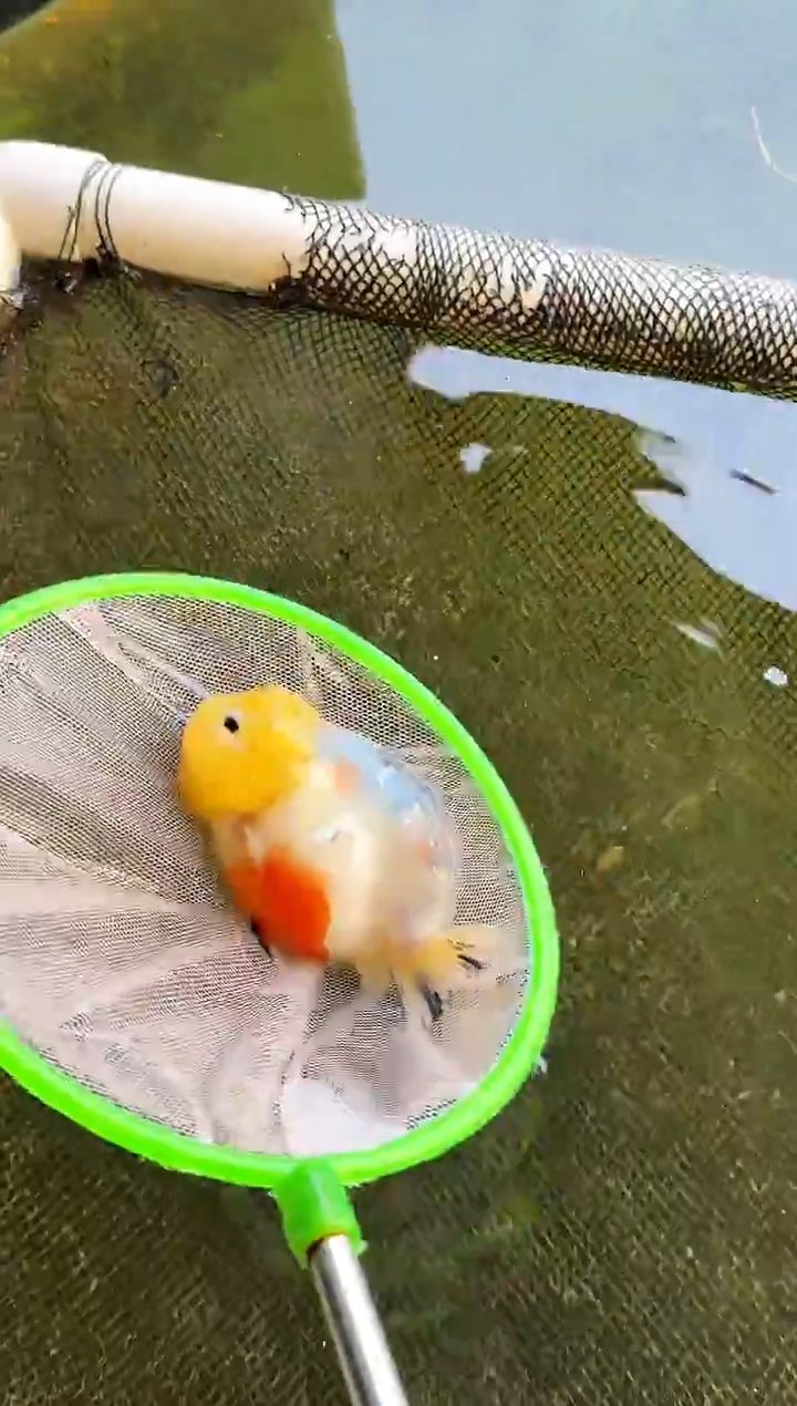 金鱼世**平水娃娃观赏鱼兰寿金鱼  不包邮