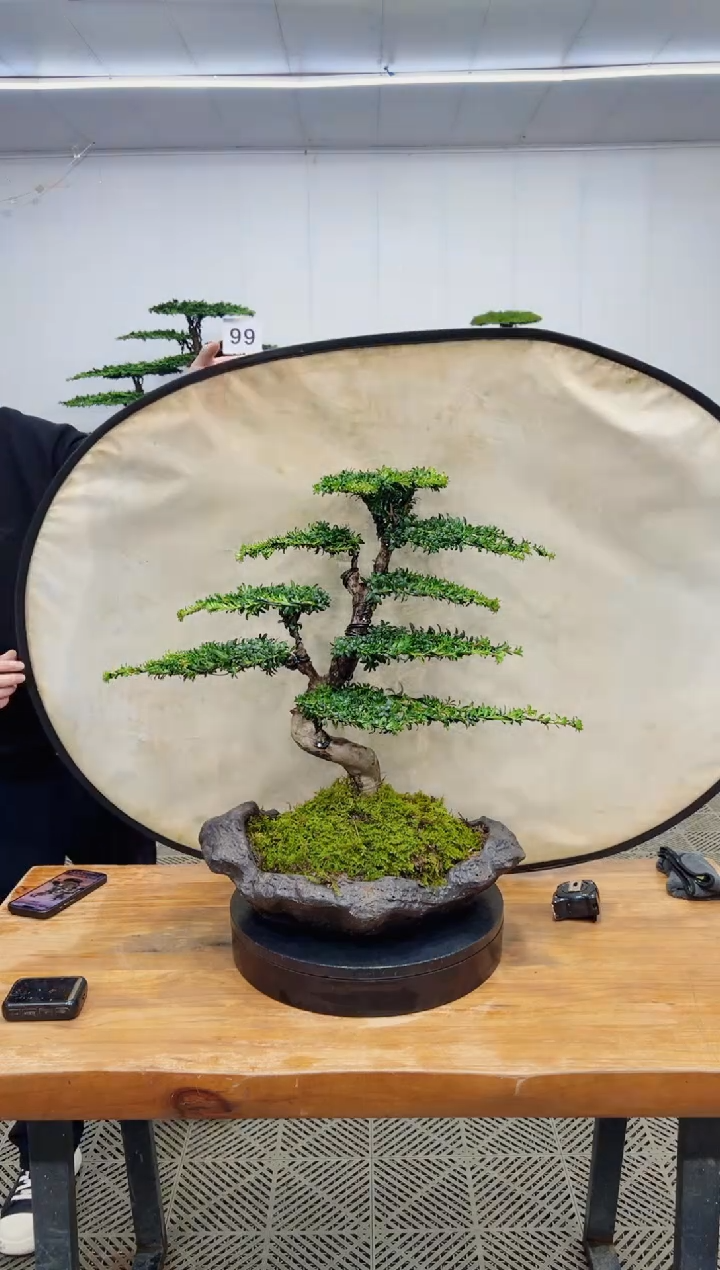 无花朵造型盆景一物一拍