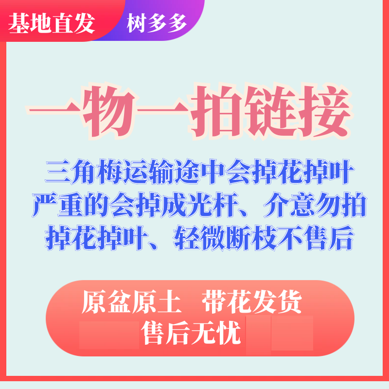 16-两盆三角梅运输途中会掉花掉叶，严重的掉成光杆 介意者勿拍