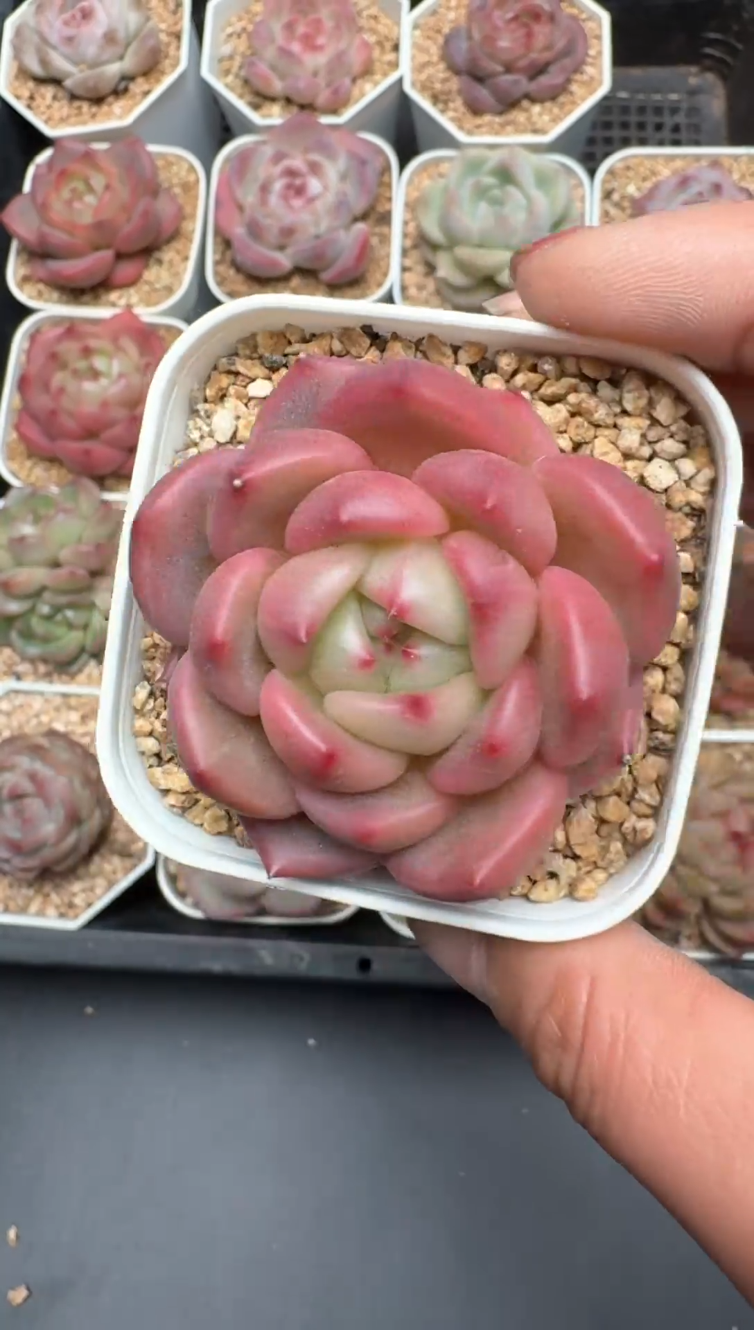 【闪购商品】050号一物一拍珍妮多肉花卉植物3颗起发