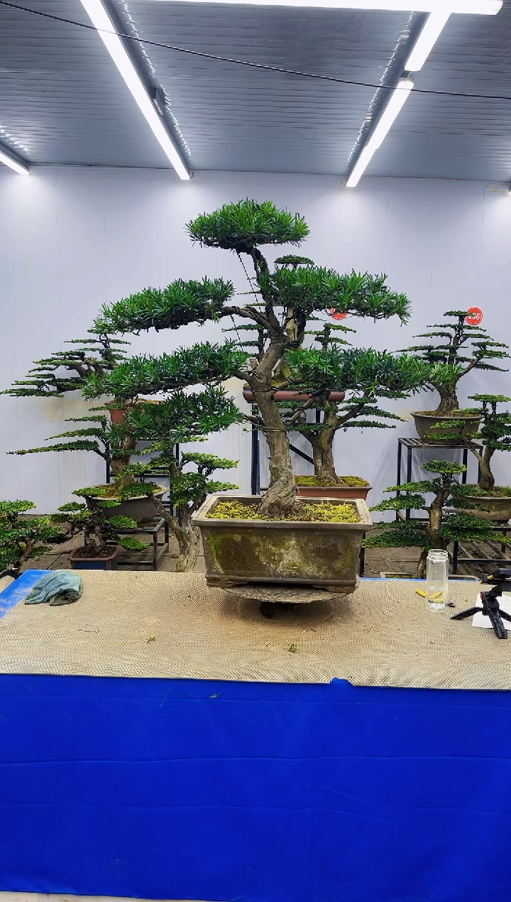 完全开放荷**色一物一拍，所见即所得