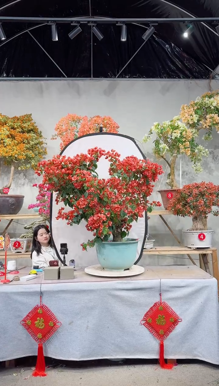 【闪购商品】盆景三角梅