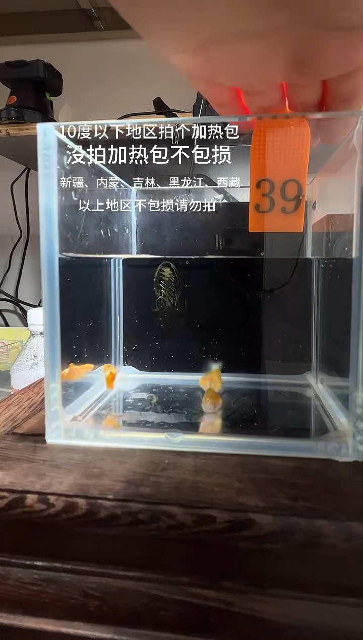 孔雀鱼黄龙球普通体编号39