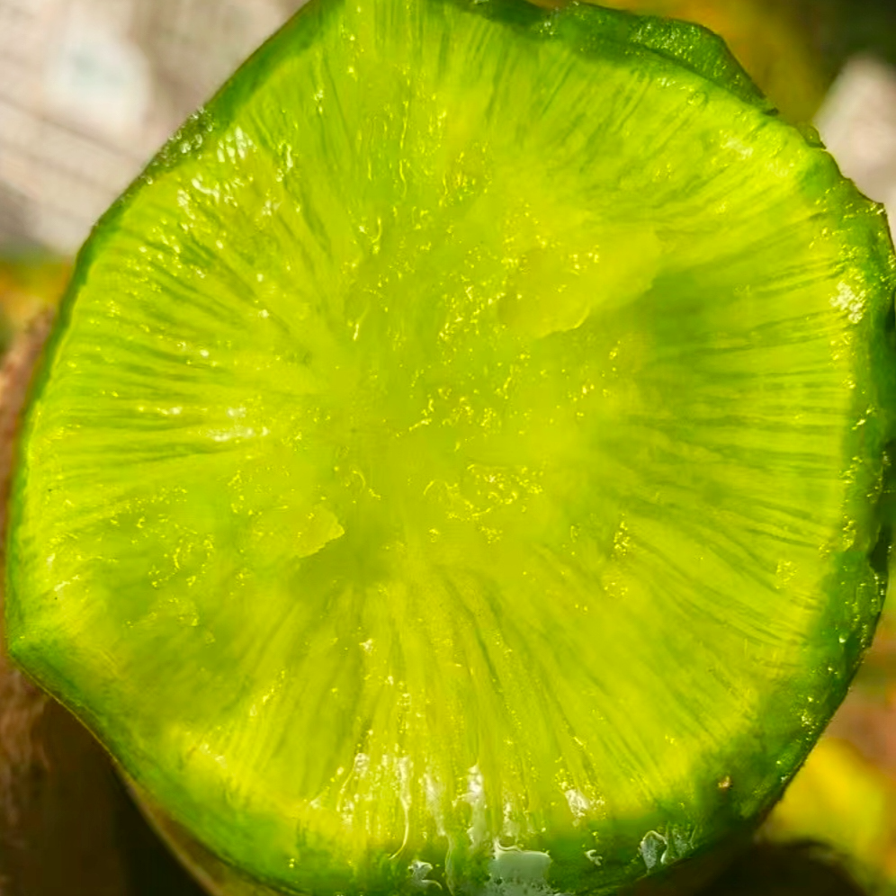 【顺丰直达】（北斗）正宗天津老味道沙窝萝卜生吃脆甜爽口多汁原产地