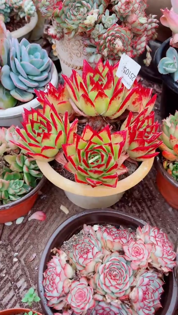 爱**?跃跃精品多肉25105