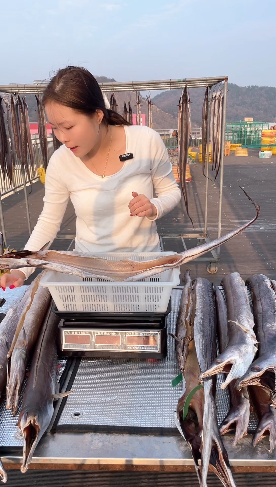 中国大陆1.6斤风鳗1条