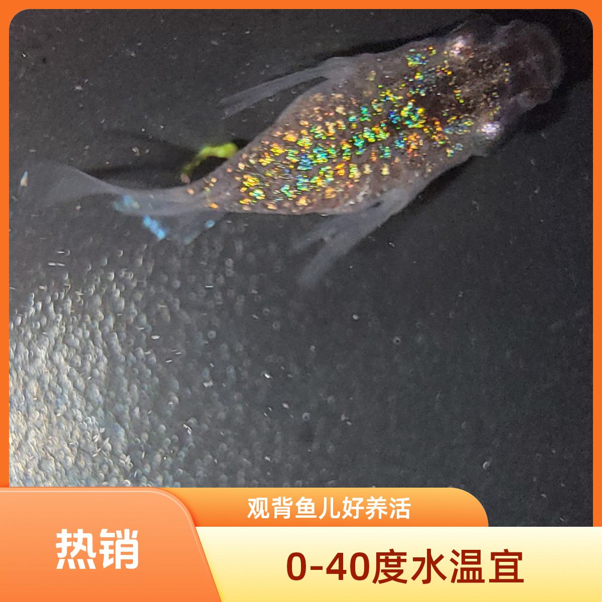 观背青鳉蓝宝石球体 小型观赏鱼无需打氧过滤加温0-40度好养