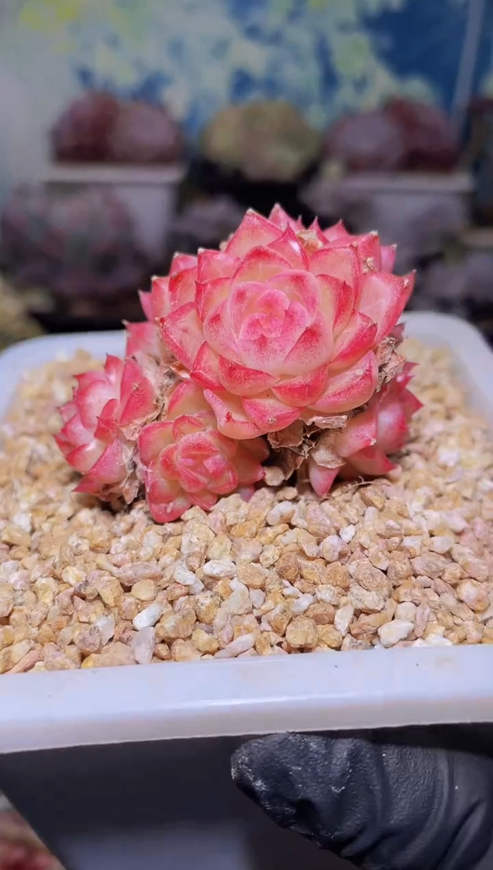 【闪购商品】039天香豆蔻