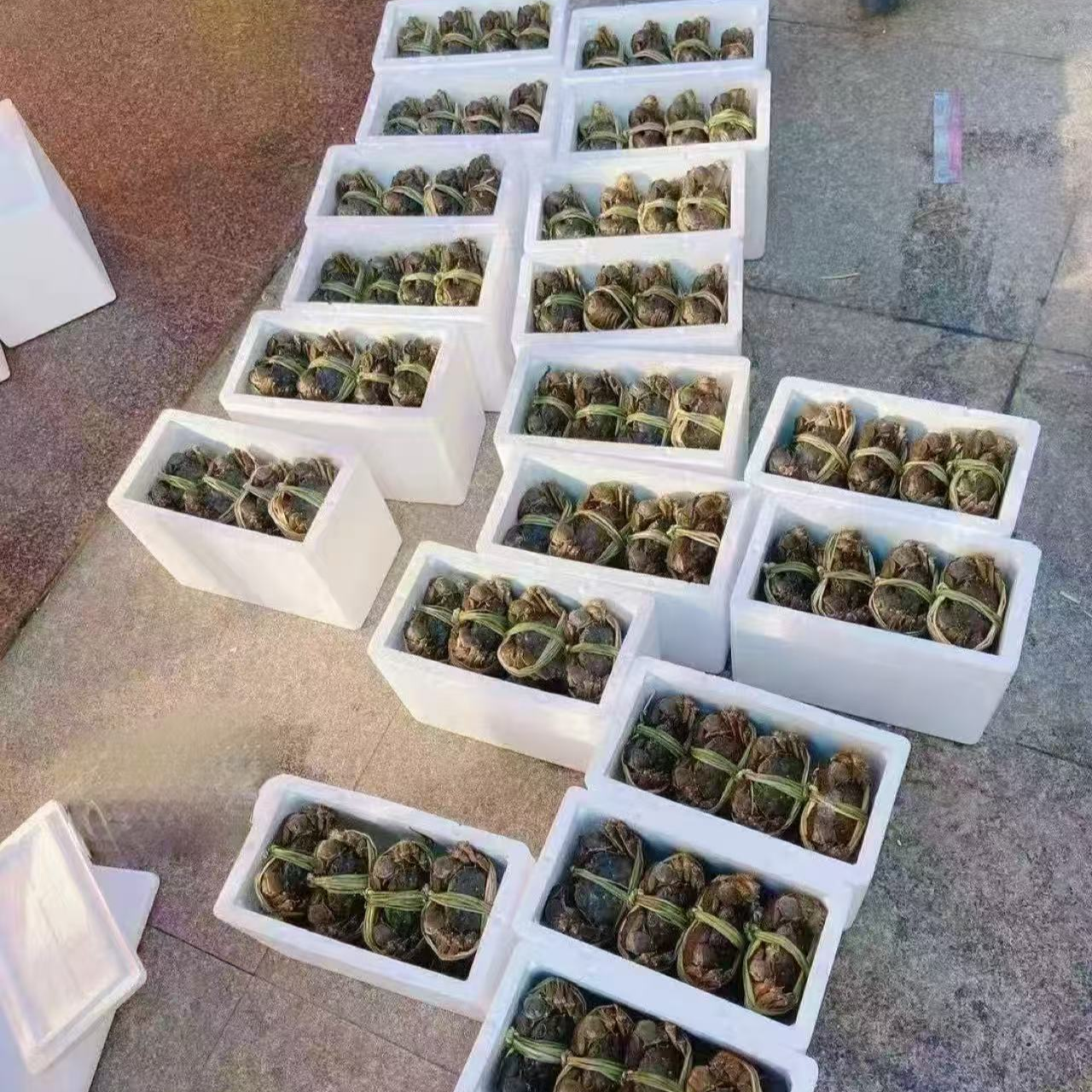 【活蟹】大闸蟹 3两 精品九指蟹母十只净重约3斤江浙沪包邮