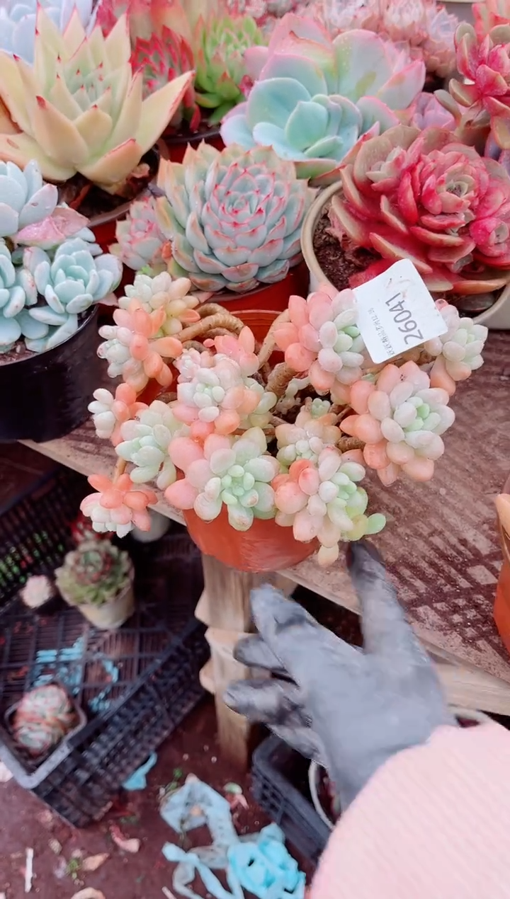 勤***店跃跃精品多肉26041