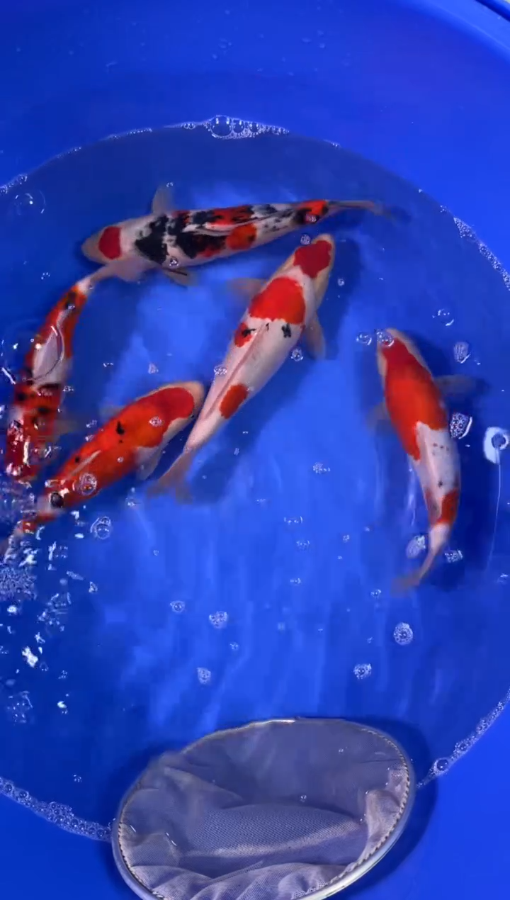 锦鲤活体二号链接