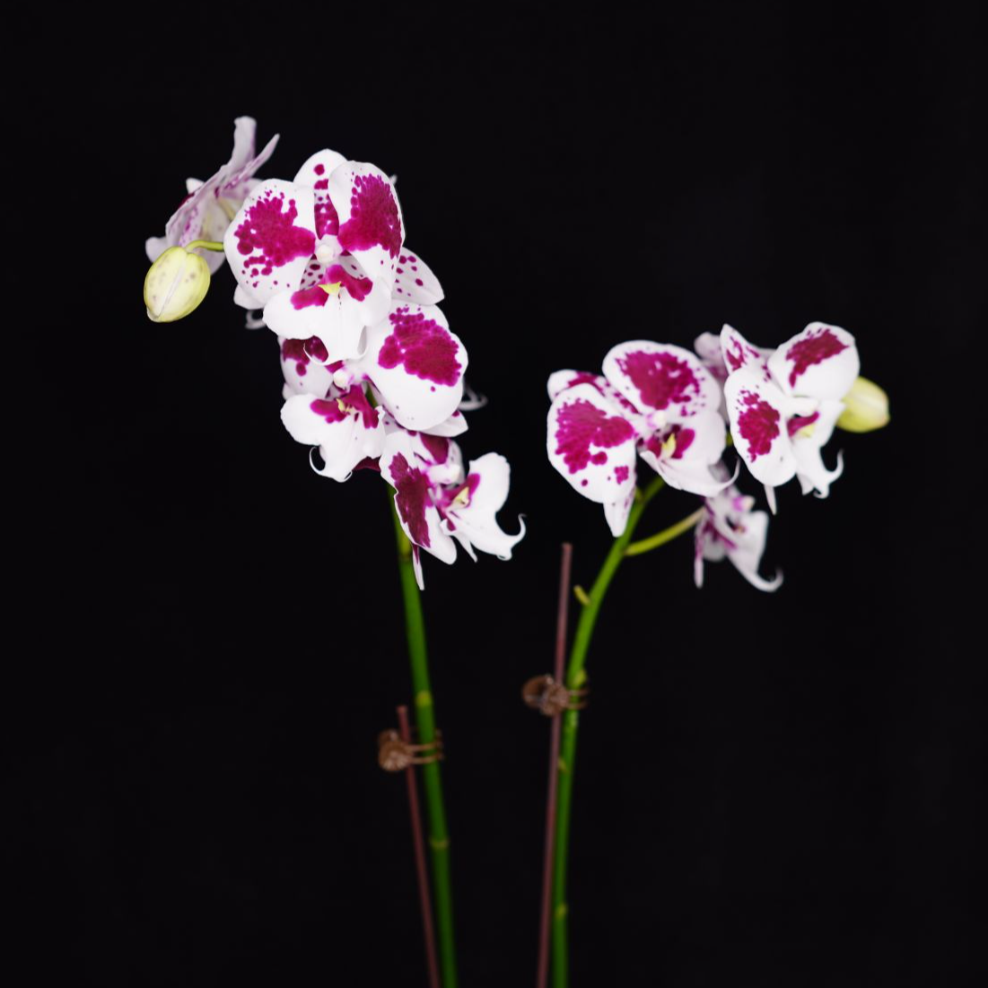 悠花里蝴蝶兰3.5寸【一千零一夜双】全花开花株发货