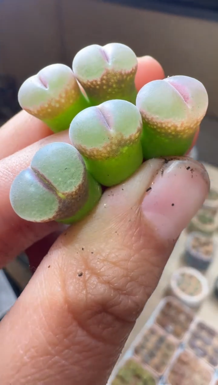 4-203多肉植物肉锥胭脂扣一颗