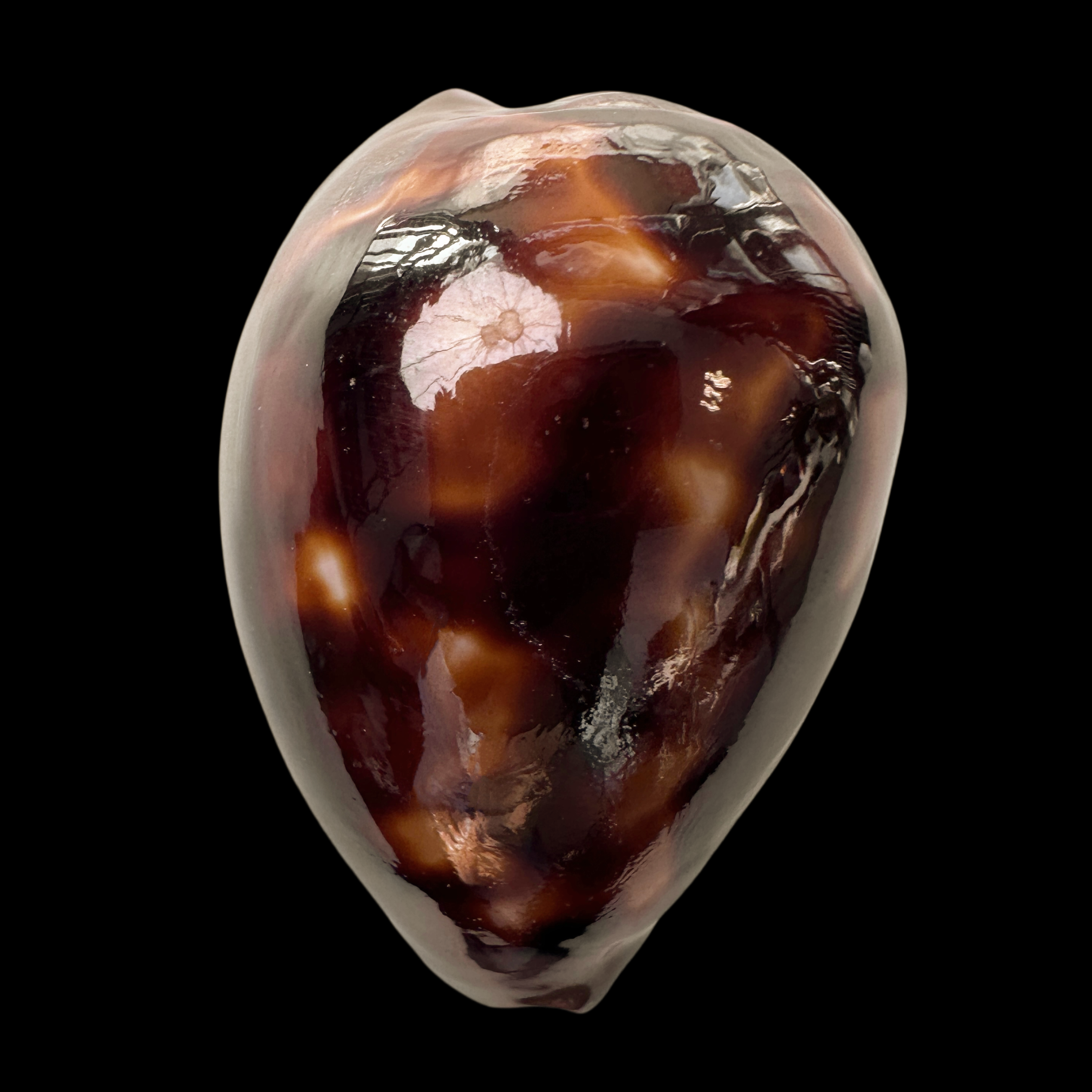 【真优美宝螺】54mm GEM 产地：澳大利亚 贝壳A10