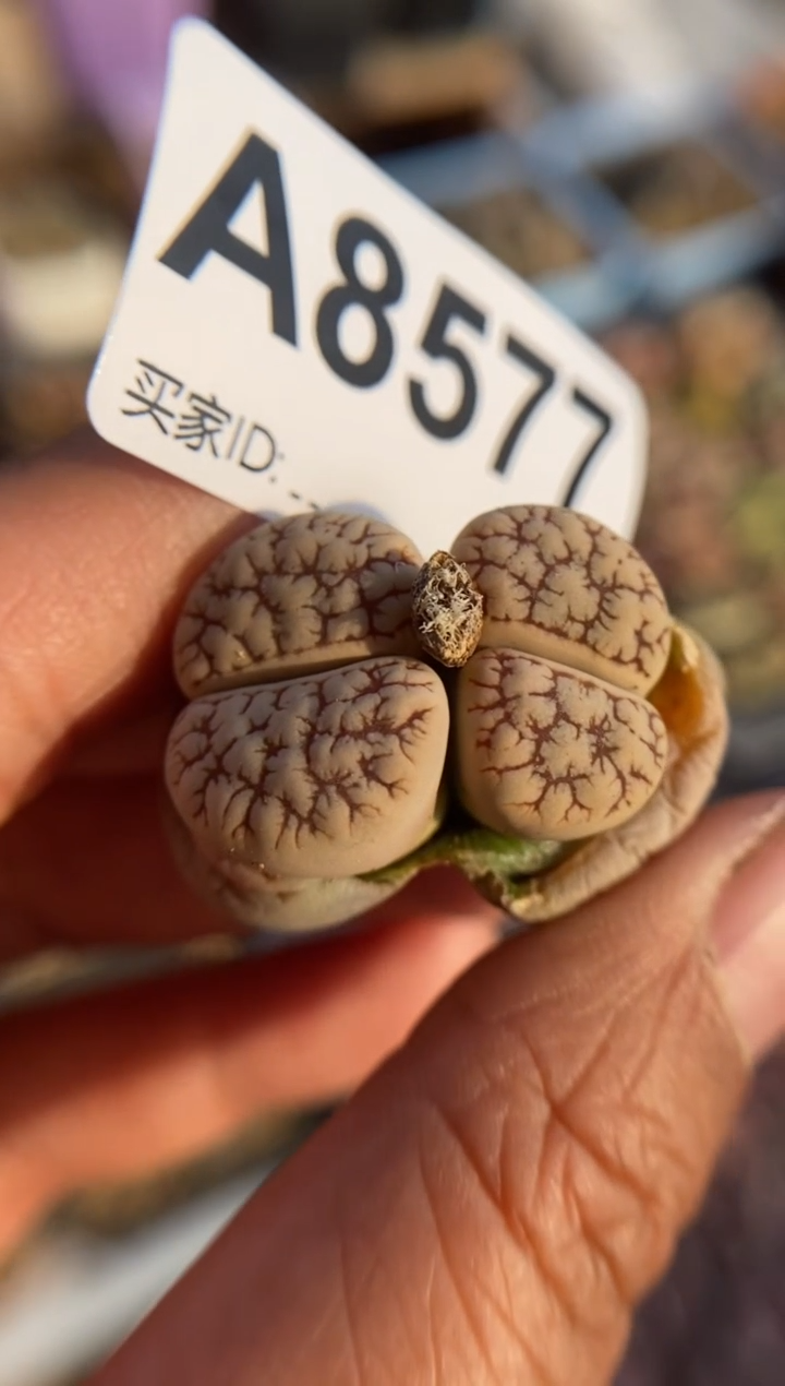 【闪购商品】8577直播一物一拍