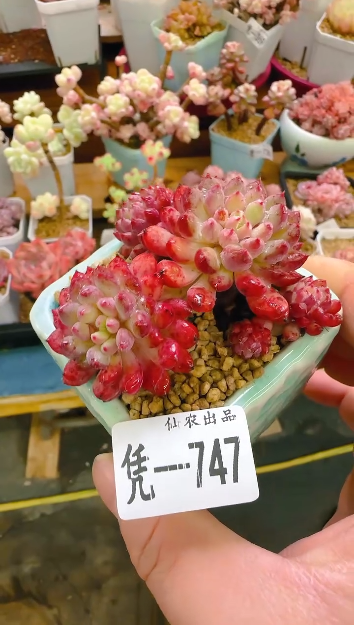 【闪购商品】凭—747—仙农（小毛衣带盆）