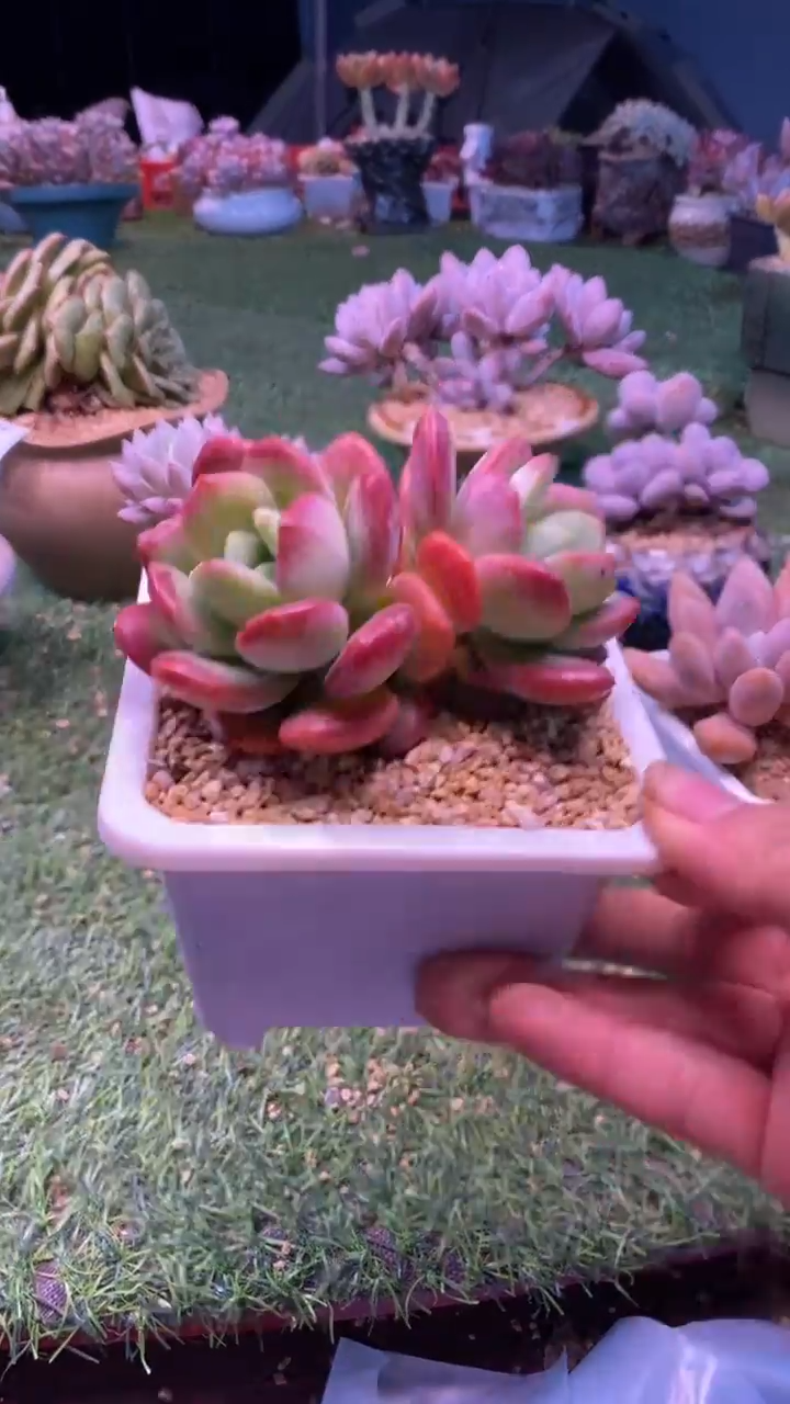 0377《满28包邮发货》