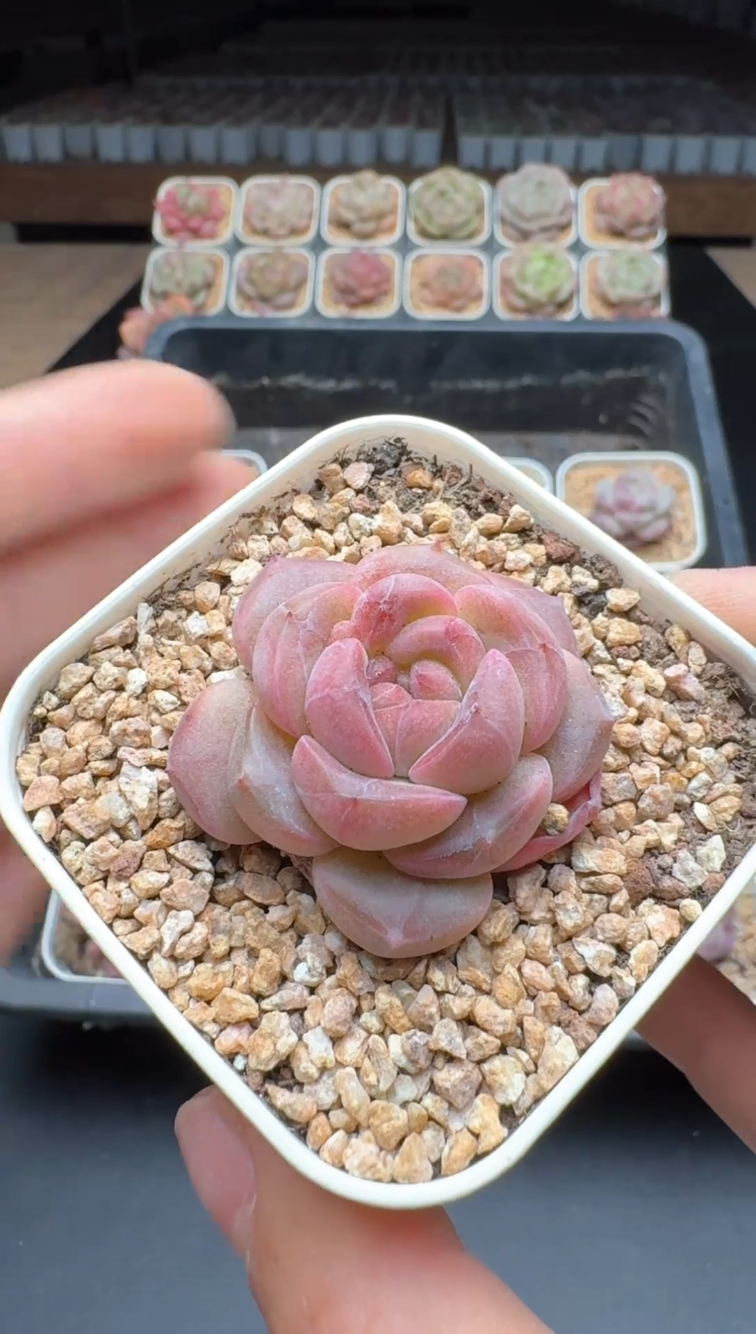 【闪购商品】674号一物一拍珍妮多肉花卉植物3颗起发