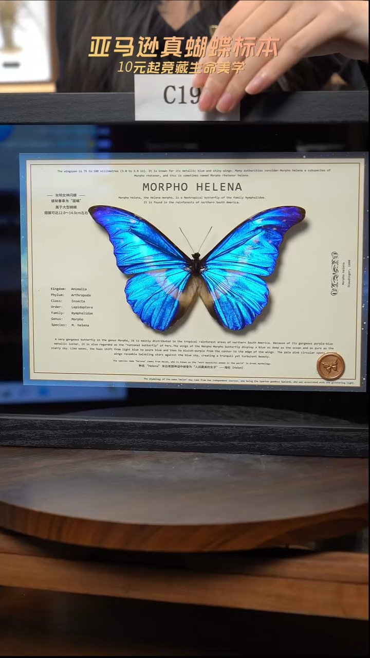 蝴蝶标本摆件竞拍c196