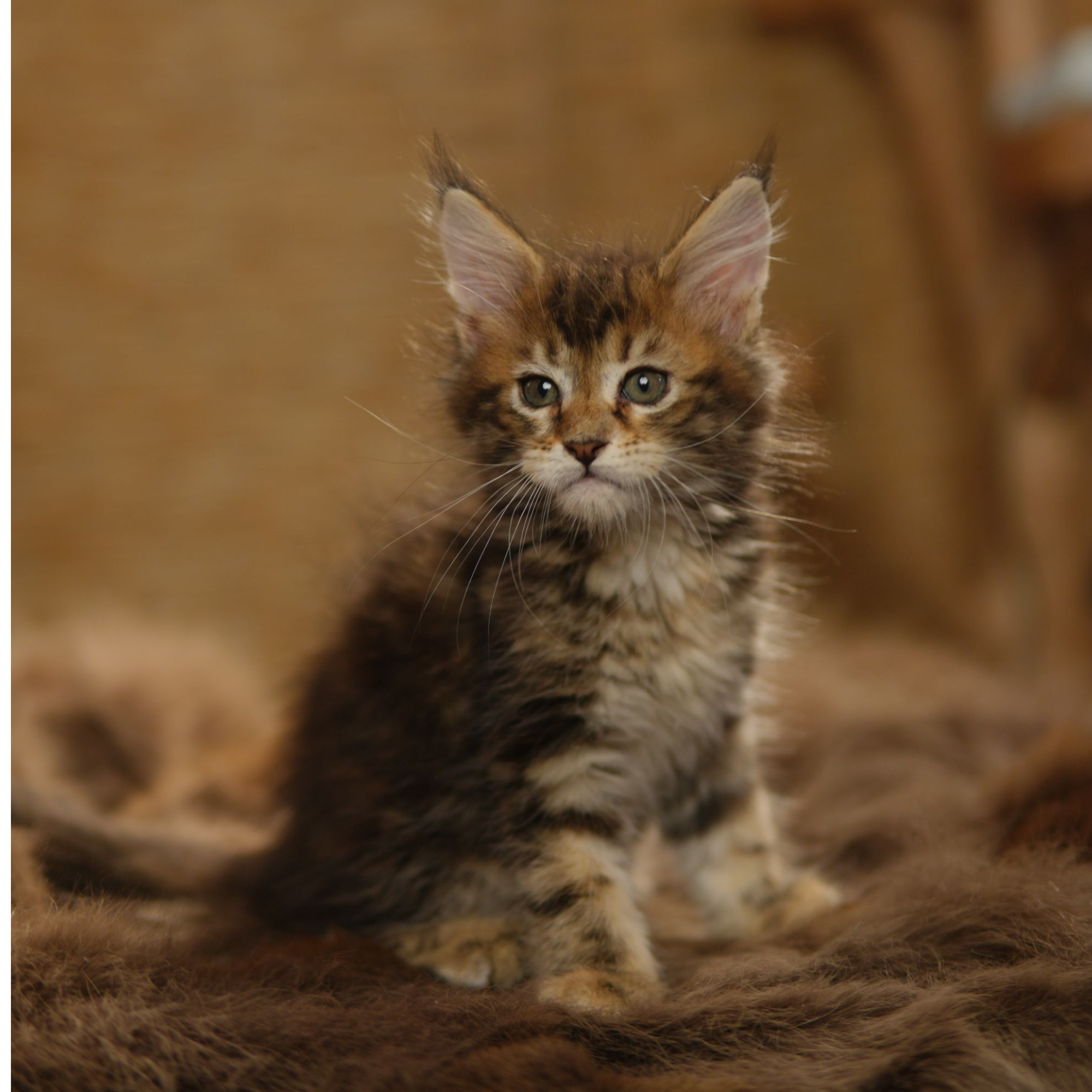 缅因猫活体金棕妹妹