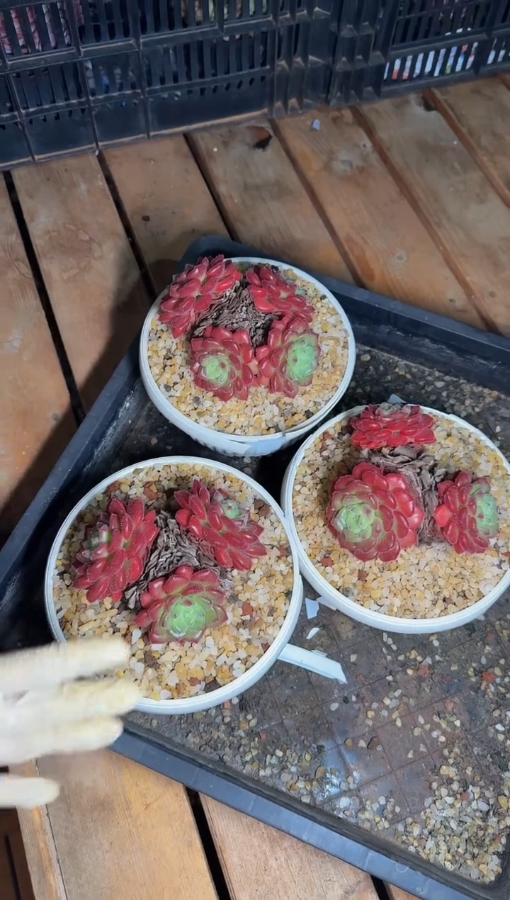 3-4头卡罗尔玫瑰不包整（9-12cm）脱土