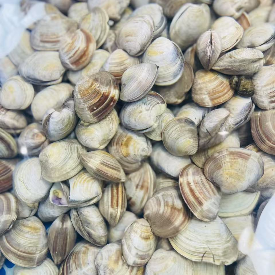 【白贝】海味白贝・极速达的鲜美诱惑