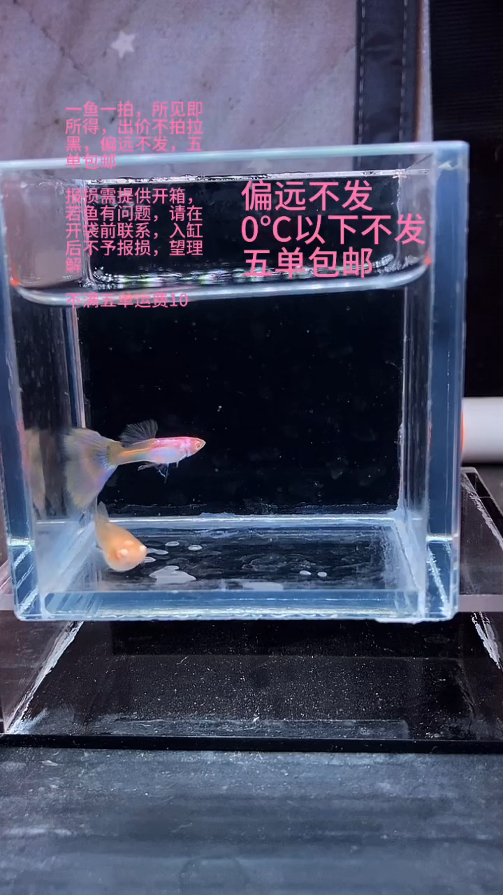 孔雀鱼孔雀鱼 24