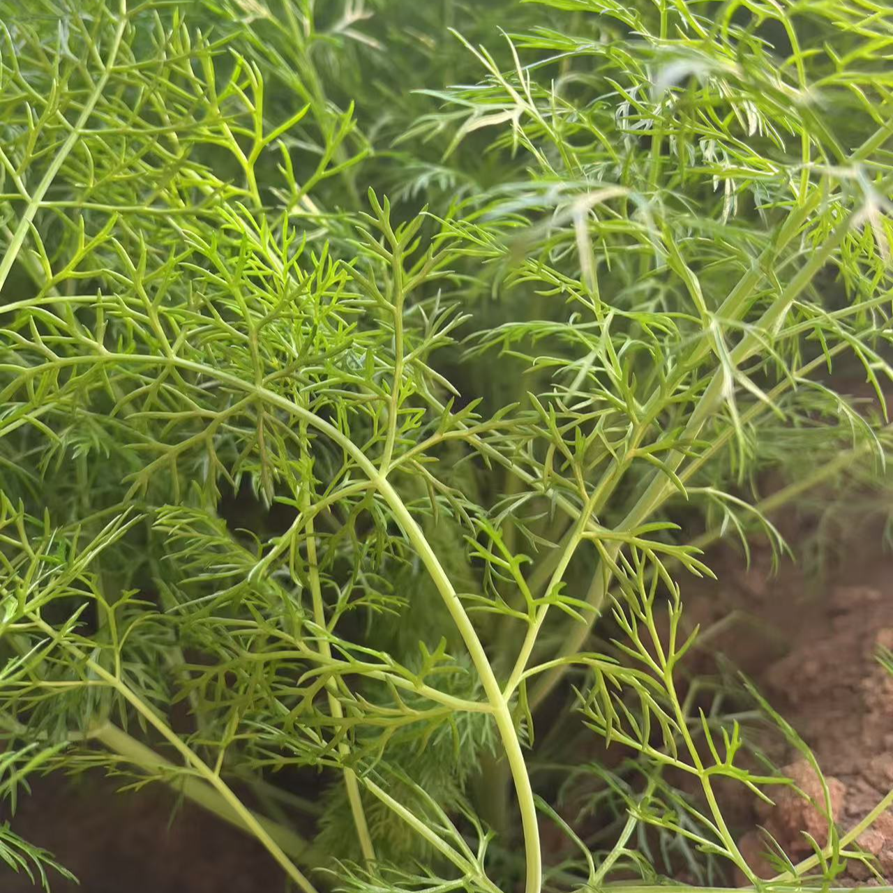 茴香 叶菜  做馅 现摘现发 密云本地茴香菜3斤/4斤绿色蔬菜