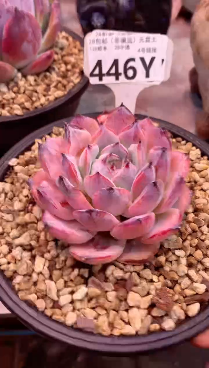 446Y（一物一拍，精品多肉，w所见即所得 ）