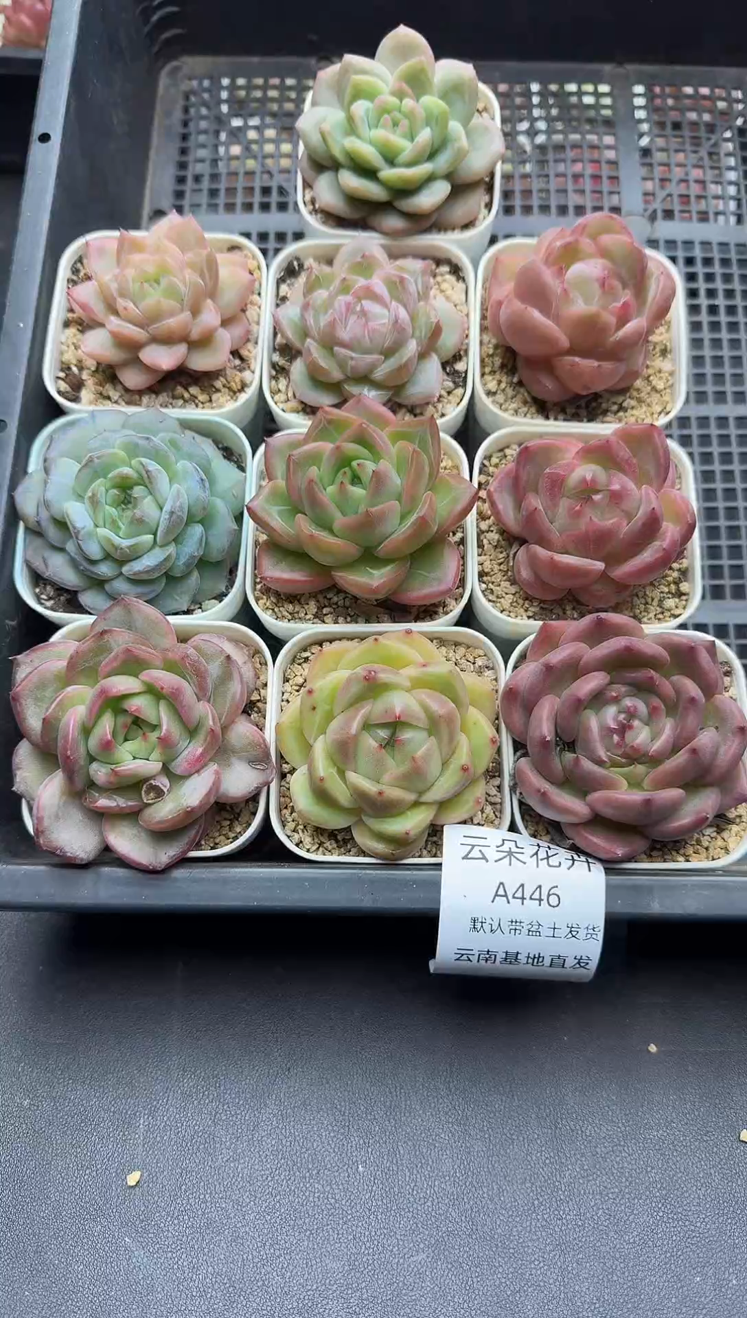 珍妮杂交多肉A447