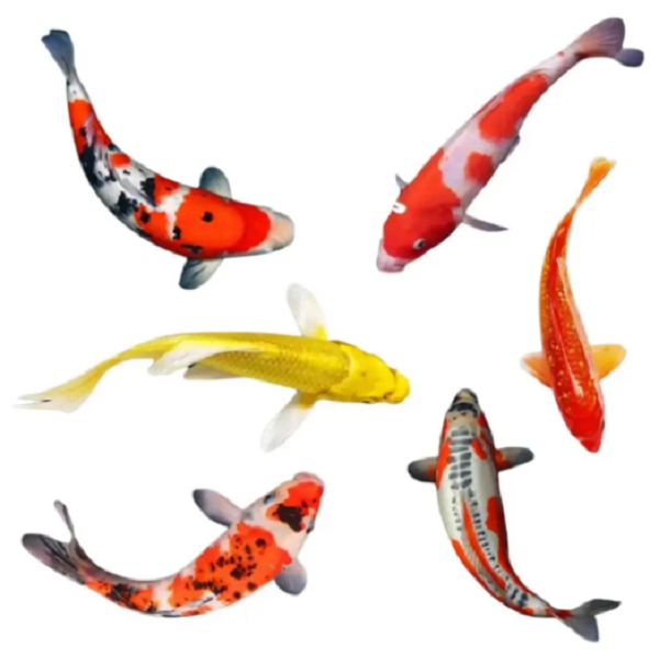 【精品血统锦鲤】9-11厘米好养德系日系颜色随机 广温观赏鱼