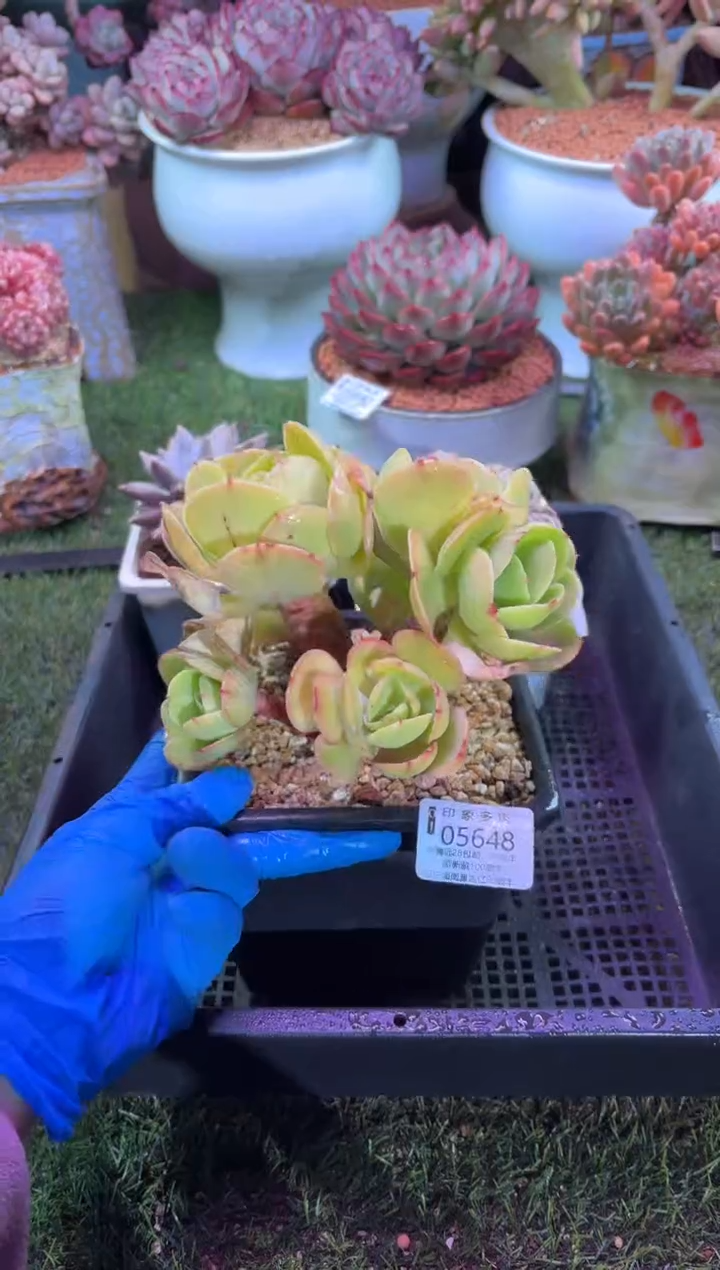 【闪购商品】05648