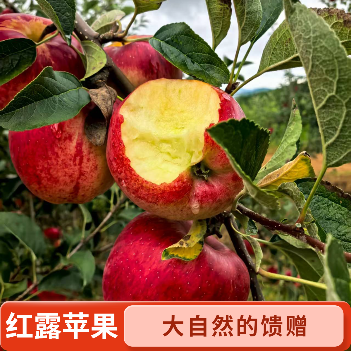 云南红露小苹果当季新鲜小苹果脆甜多汁