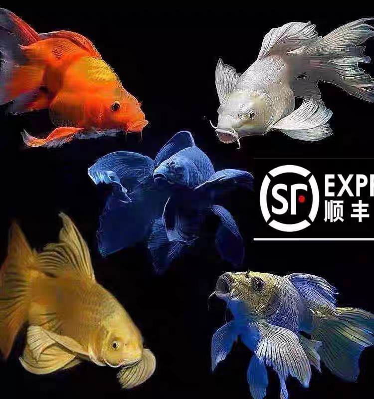 正宗台湾蝴蝶鲤鱼黑色金色红色颜色搭配组合