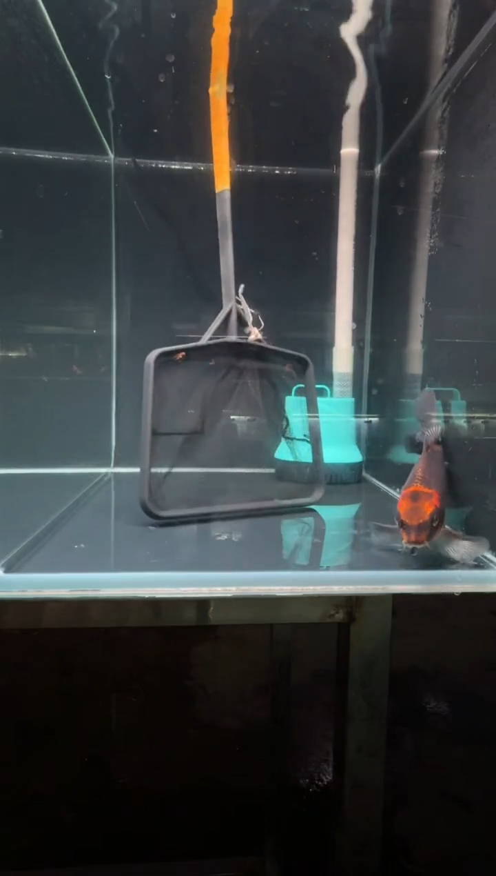 蝴蝶鲤鱼向*。熊猫蝴蝶鲤