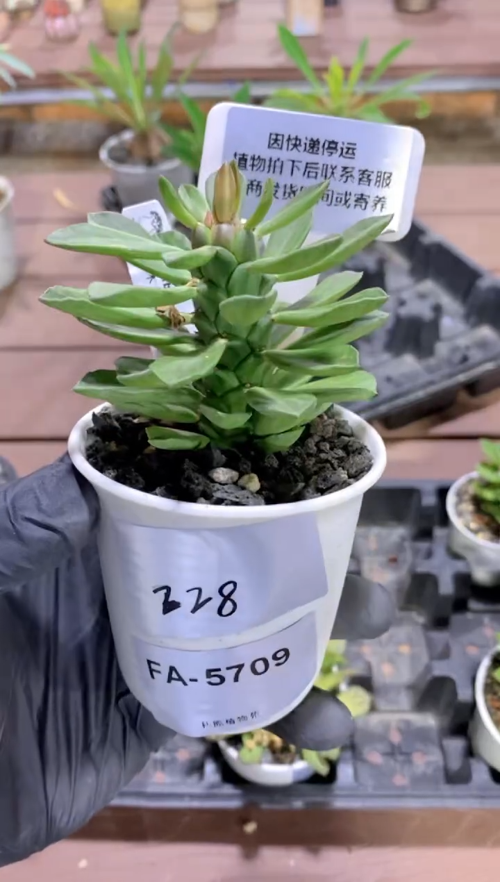 【闪购商品】青光木FA-5709