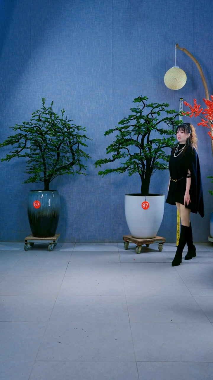 无花朵云**轻97号.....