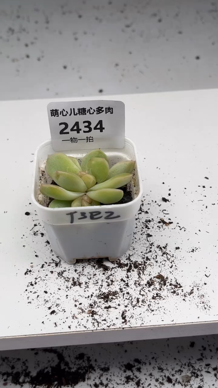 2434 T322多肉植物