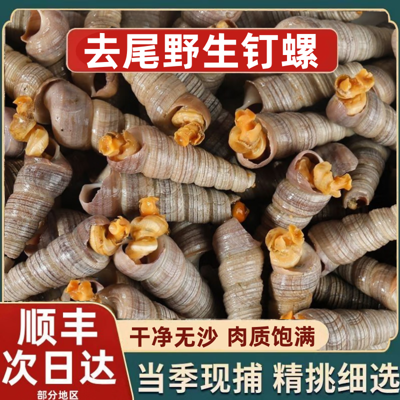 去尾钉螺鲜活螺类海鲜海螺丝野生钉螺烧烤商用批发 
