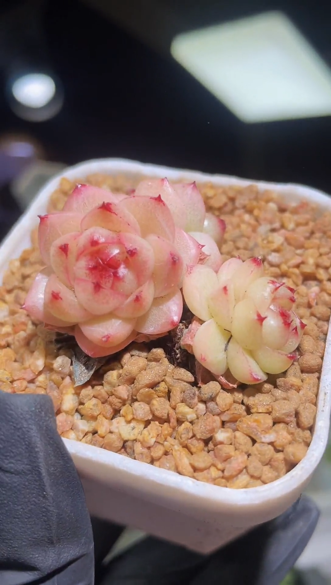 闪购2072  心跳群生多肉一颗 
